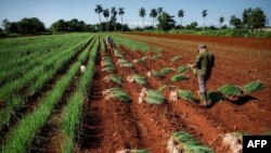 Campesino cubano. YAMIL LAGE/AFP (Imagen de referencia)