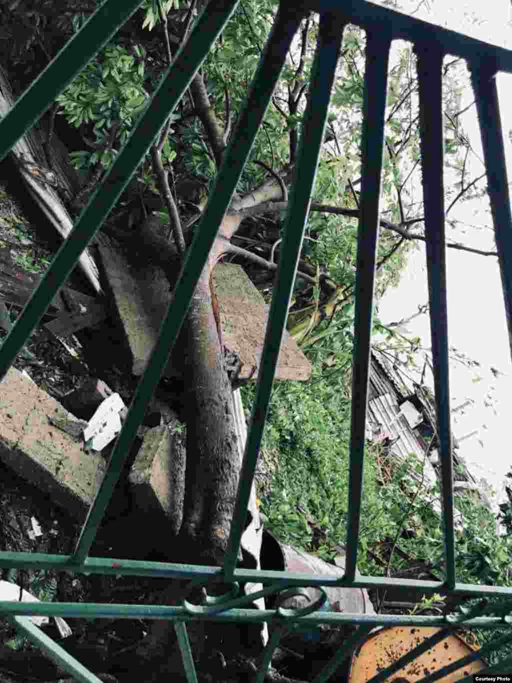 Arboles en el piso tras paso de Ian por Consolación del Sur, Pinar del Río. (Foto: Cortesía Yaima Díaz)