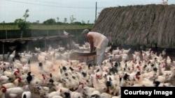 Gallinas en Cuba 