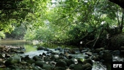 Fotografía de archivo. Selva del Darién, limítrofe con Colombia. EFE/Alejandro Bolívar