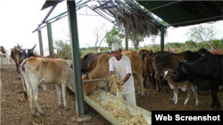 Vacas del municipio Calixto García en Holguín.