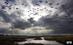 Una bandada de aves migratorias.