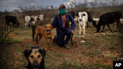 Una estampa del campo cubano en plena pandemia. AP Photo / Ramon Espinosa